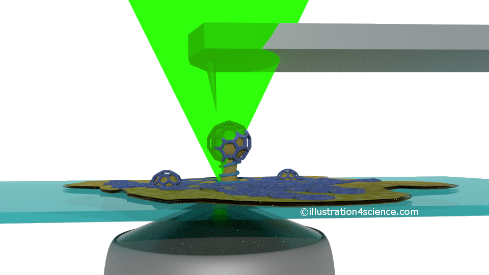 clathrin coated vesicle by AFM
