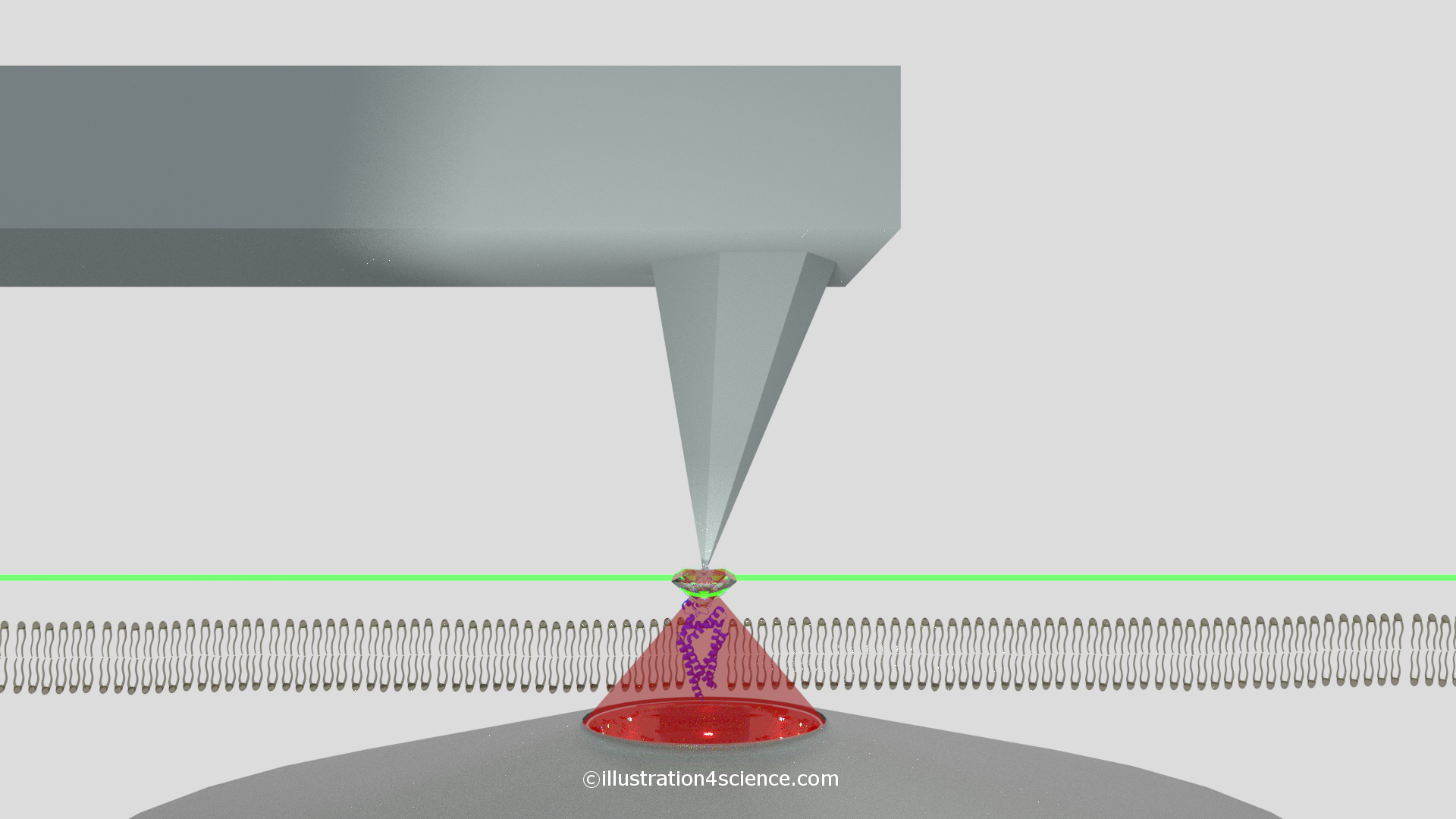 Nano-diamond associated to an AFM tip scanning over lipid bilayer