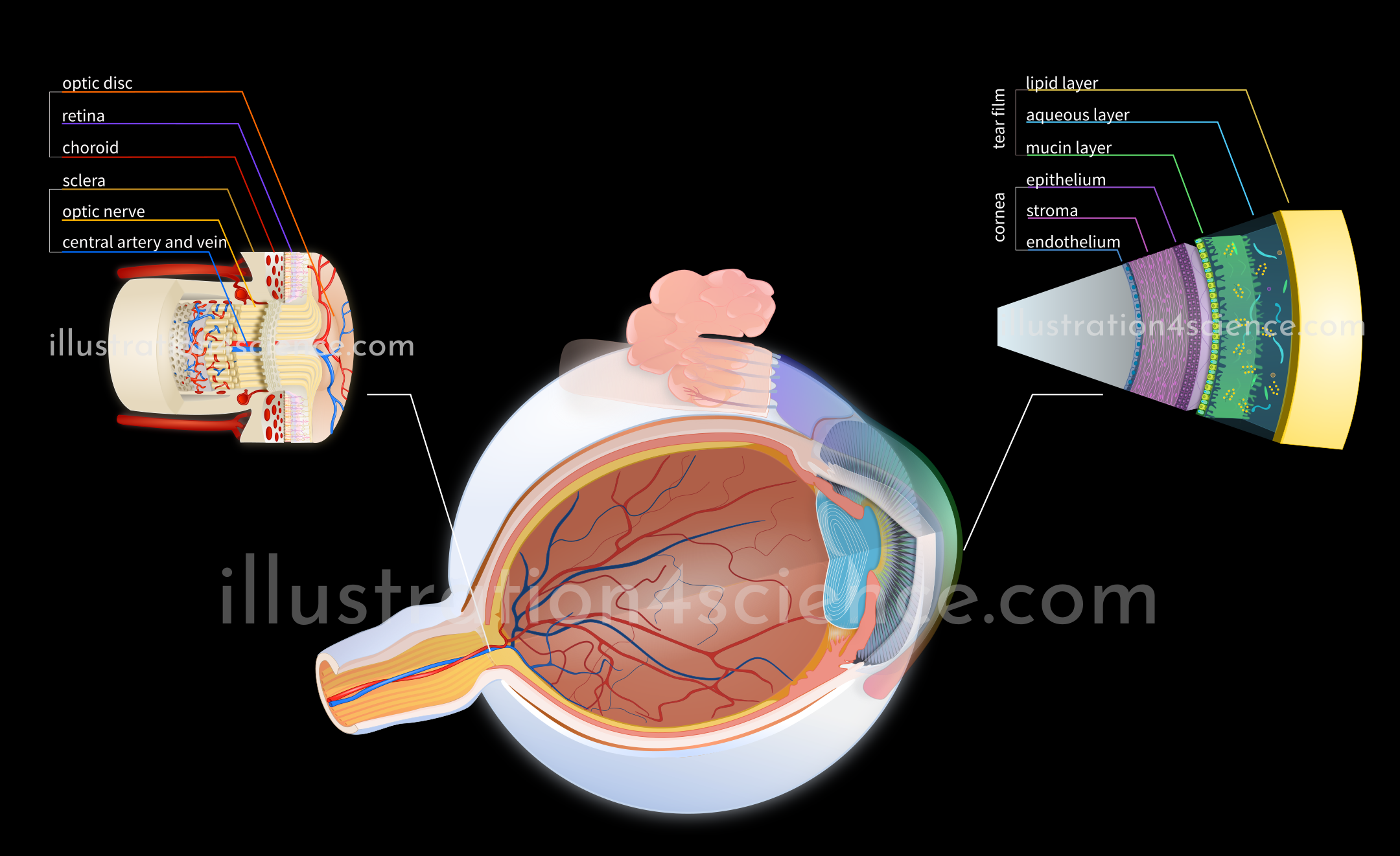 Eye anatomy with its optical nerve and lacrimal layer